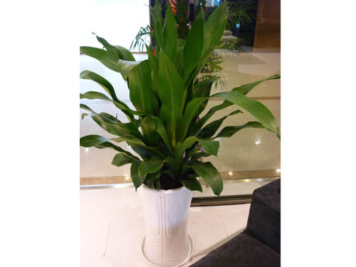 養(yǎng)護(hù)公司如何對(duì)花卉租賃進(jìn)行養(yǎng)護(hù)，有什么好處?